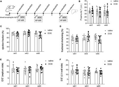 Metabolic Effects of Doxorubicin on the Rat Liver Assessed With Hyperpolarized MRI and Metabolomics